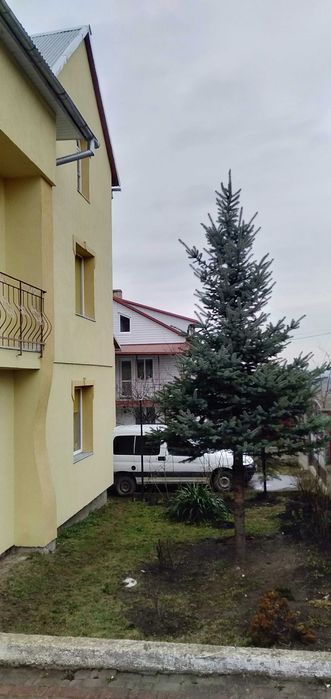 15 річна жива ялинка