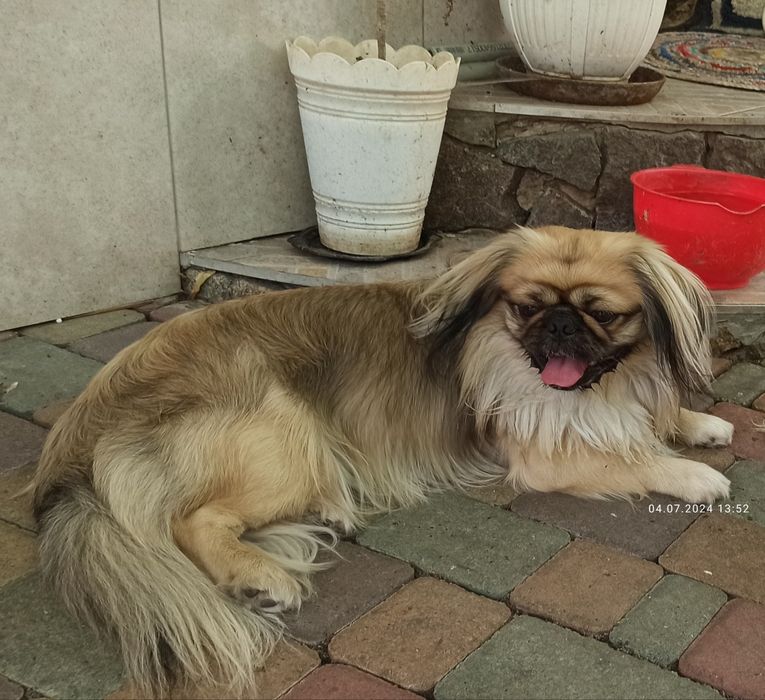 Пекінес  для в'язки.