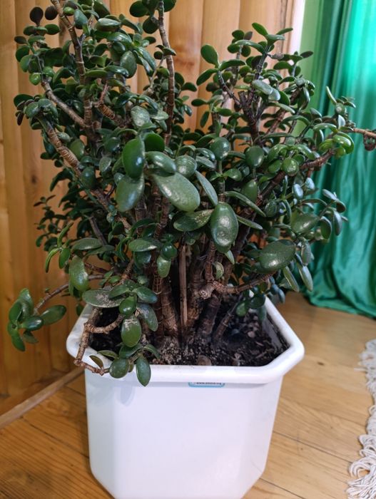 Грошове дерево товстянка