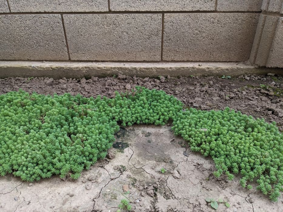 Очиток іспанський (Седум)