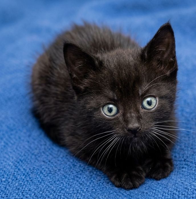 Gatinhos bebés para adoção responsável