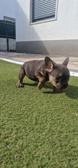 Menina bulldog frances blue tan
