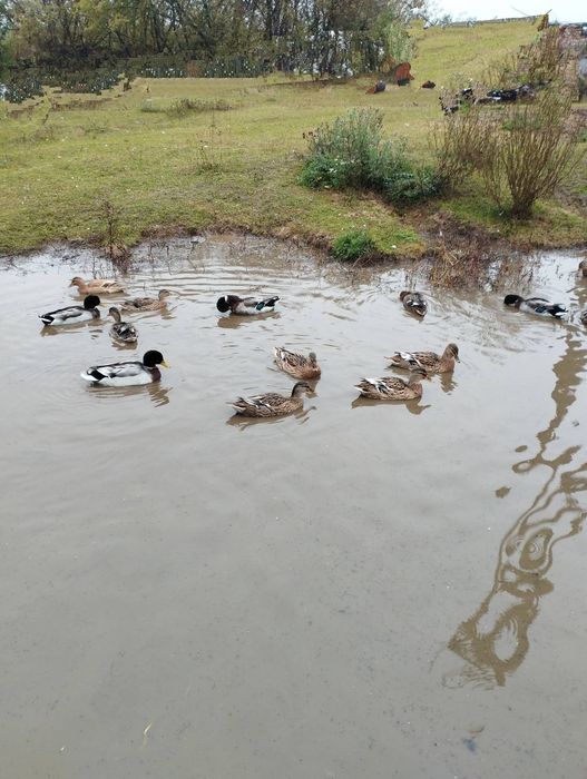 Крижні,качки,підсадні утки