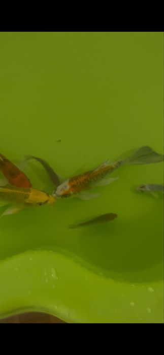 Carpa KOY butterfly 16/18cm
