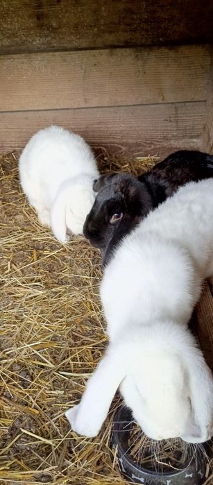 Króliki Barany Francuskie młode samice(prawie 8msc) i dorosła 1,5 roku)