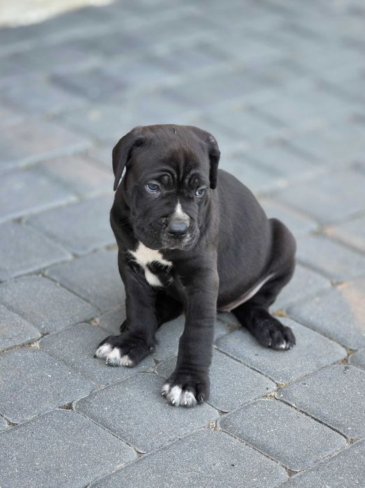 Pies Cane Corso