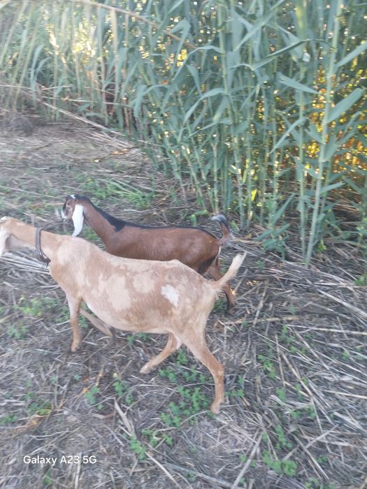 Vendo cabrito anglonubiano
