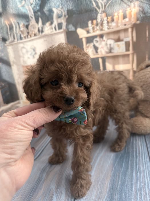 Малесенький диво хлопчик