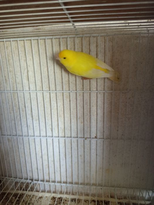 Canário amarelo ...