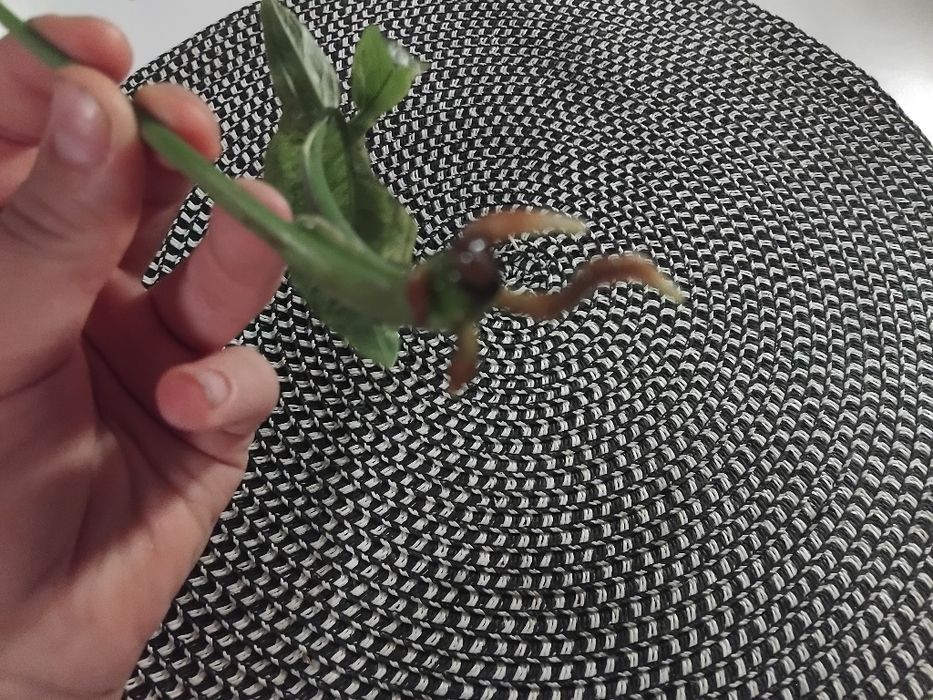 Syngonium mohito