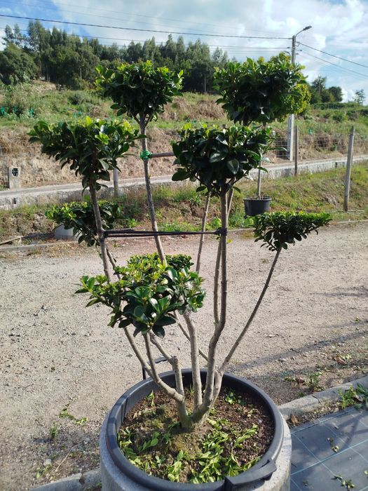 Planta Ilex tipo Bonsai