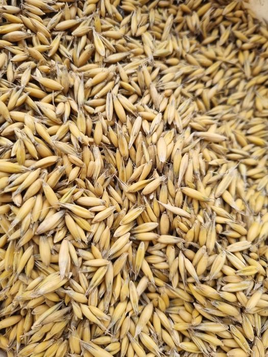 Sprzedam owies Rambo