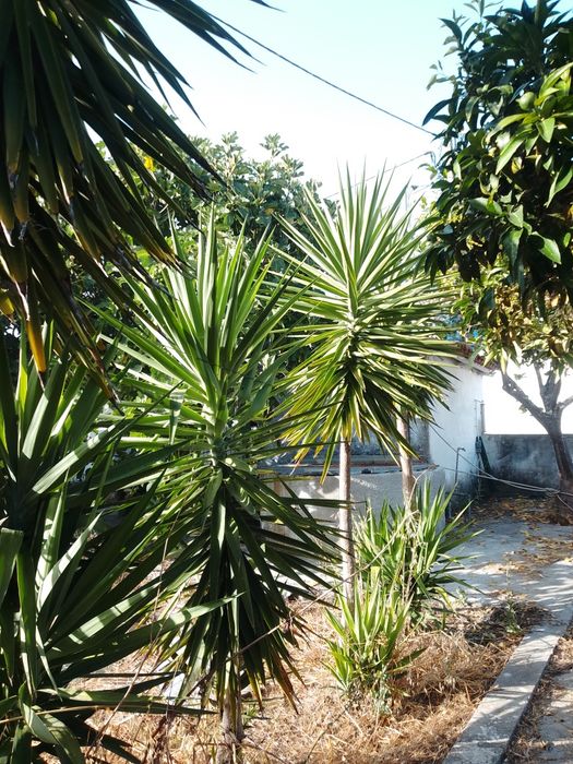 Plantas uicas tropicais