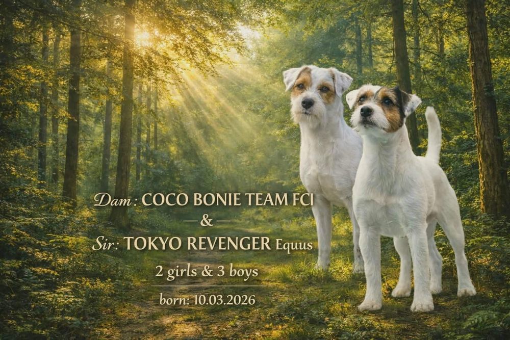 Szczeniak - Parson Russell Terrier