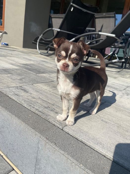 Chihuahua krótkowłosy suczka