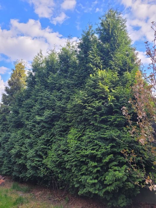 Oddam za darmo tuje do samodzielnego wykopu ok 10 sztuk