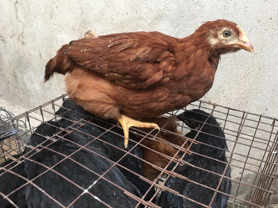 Куры молодые несушки