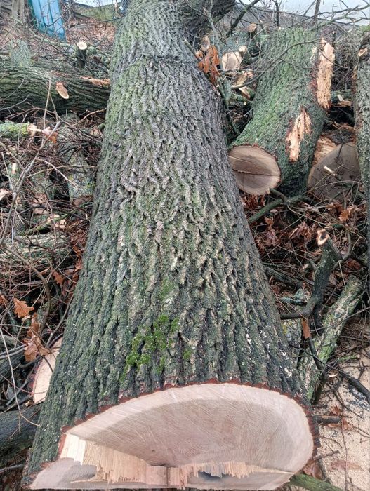 Дуб свіжоспилений дубові колоди