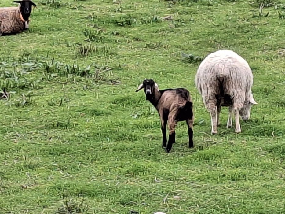 Cabra e Chibas Boer x Anglo Nubliano