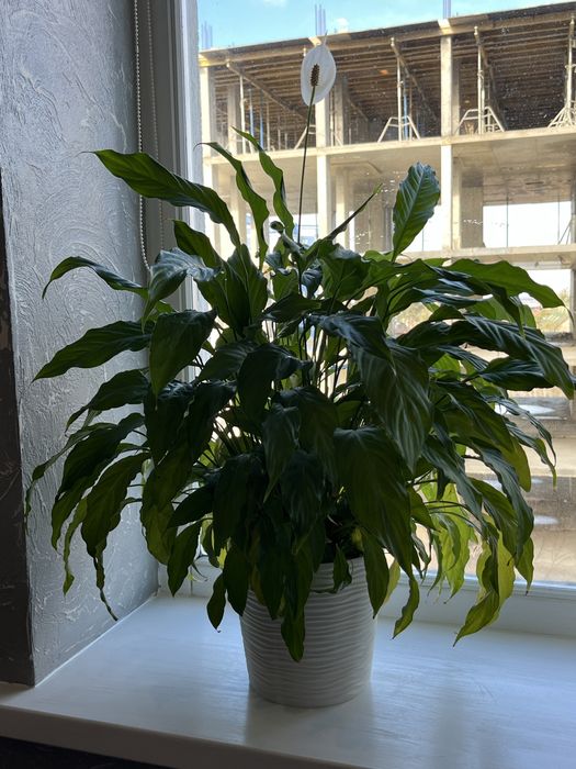 Спатифіллум Spathiphyllum