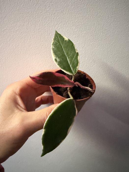 Hoya flamingo pink