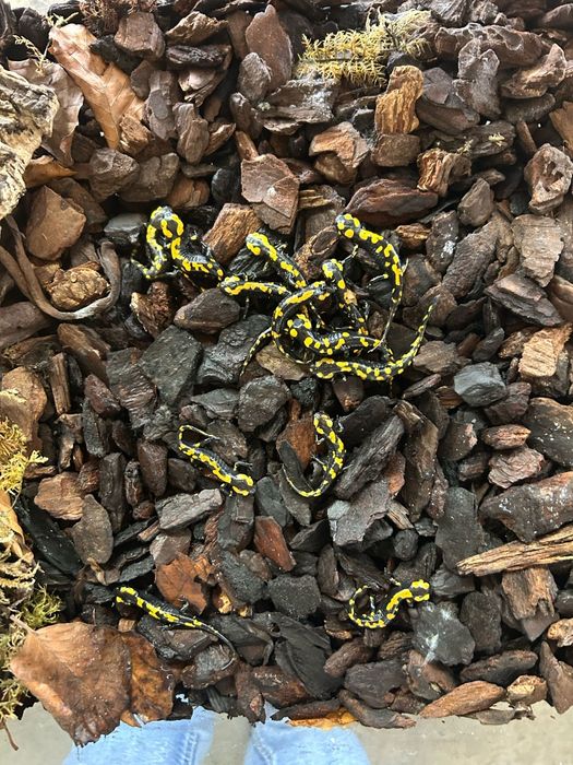 RARYTAS Salamandra algira tingitana CB25 5cm (Beni Arous, Maroko)