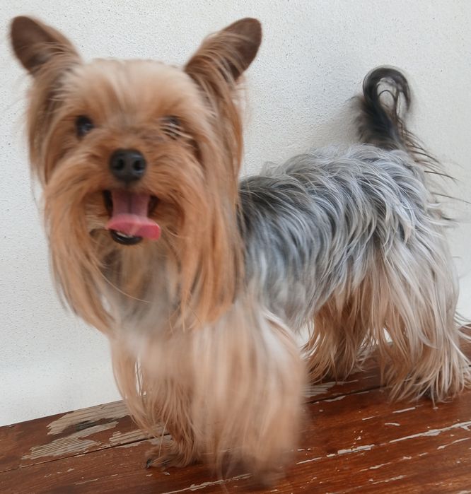 Yorkshire terrier macho  com Pedigree e Afixo (LOP) para acasalar