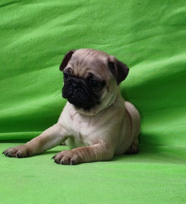 Pug carlin macho