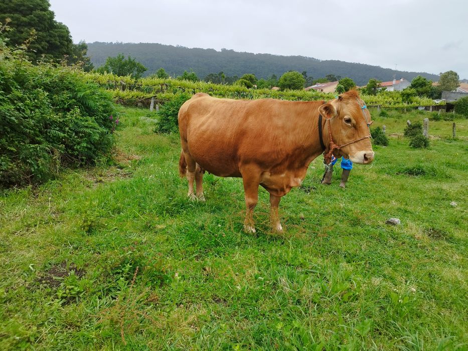 Vaca raça minhota pura