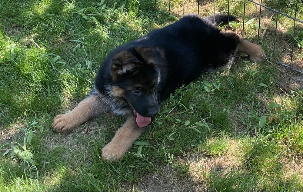 Поспішайте за найкращими цуценятами