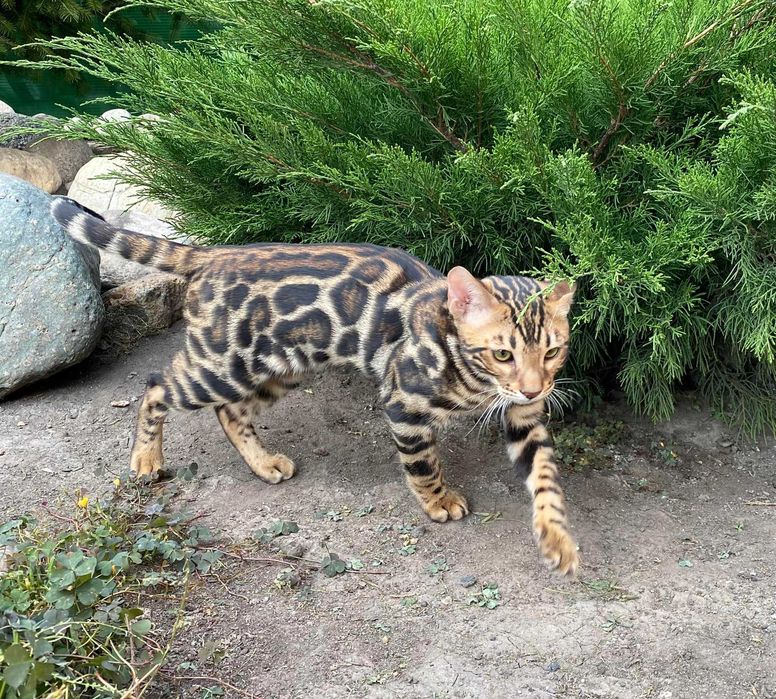 Kocurek Bengalski gotowy do odbioru Rodowód FPL/FIFE