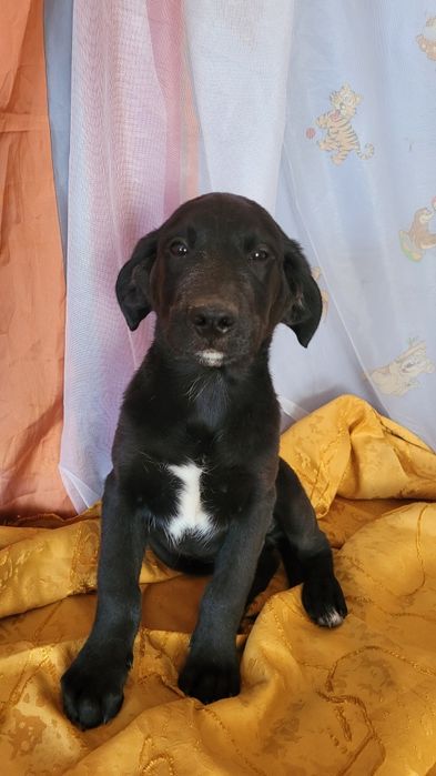 Щенки метисы от породистых родителей