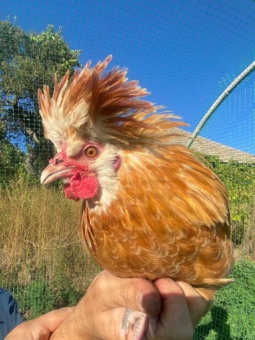 Падуан шамоа півник