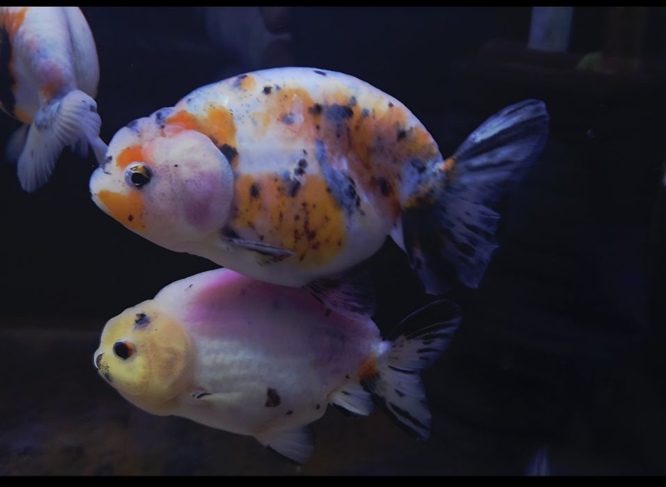 Welonka ranchu cow