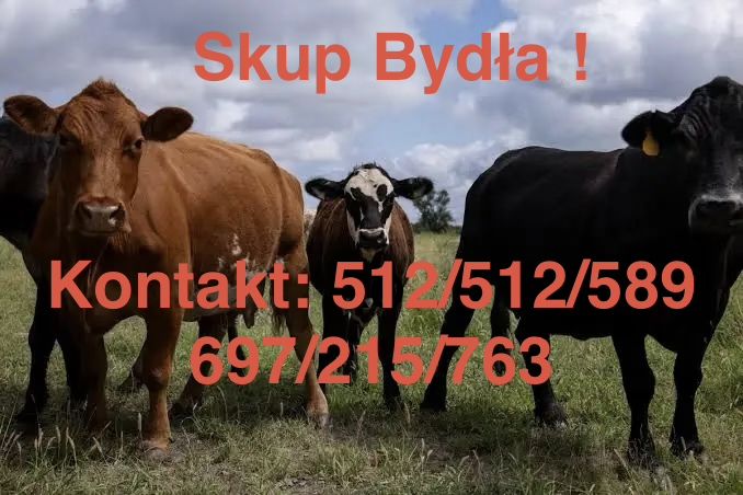 Byk bydlo krowa jalowka