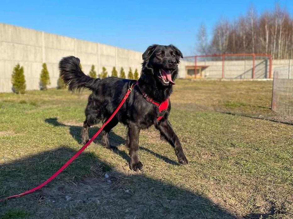 Foluś - duży kochany piesek w typie retrieviera  szuka nowego domku
