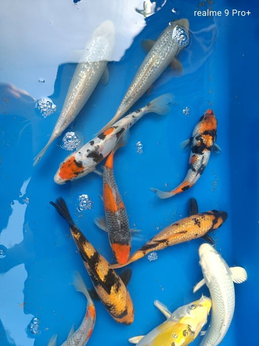 Karpie koi orginalne