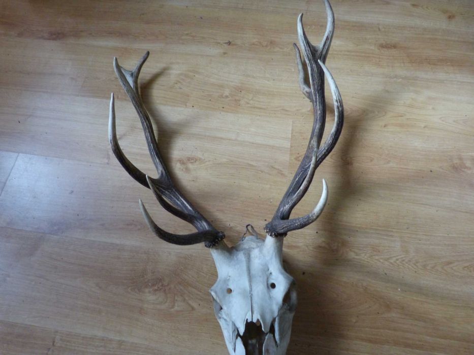 Poroże Byka i kozła sprzedam