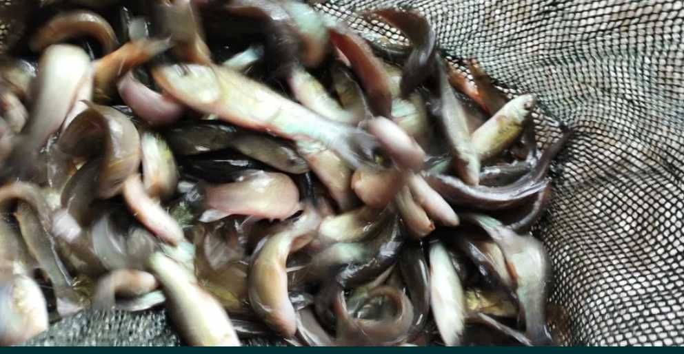 Lin Narybek Lina Kroczek