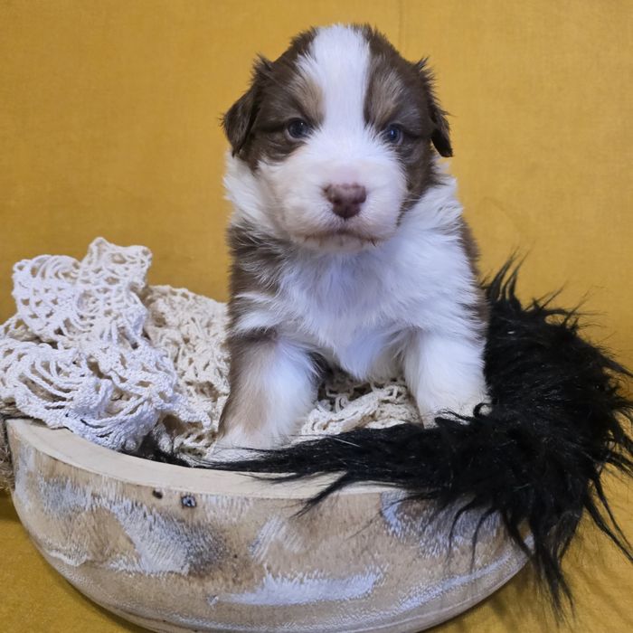 Owczarek australijski FCI samiec Macho