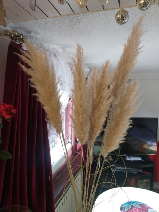 Trawa pampasowa 100-150 cm