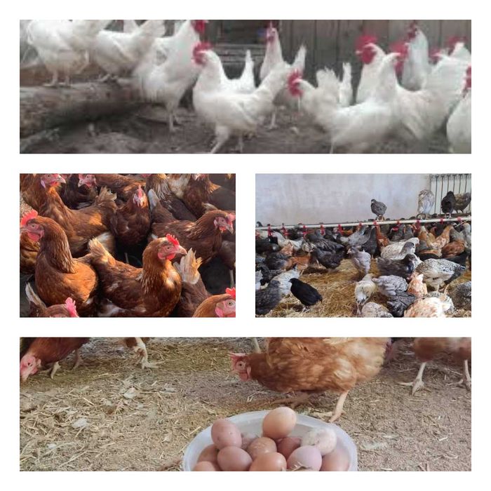 Продам кури несушки! Доставка безкоштовна. Чугуїв!