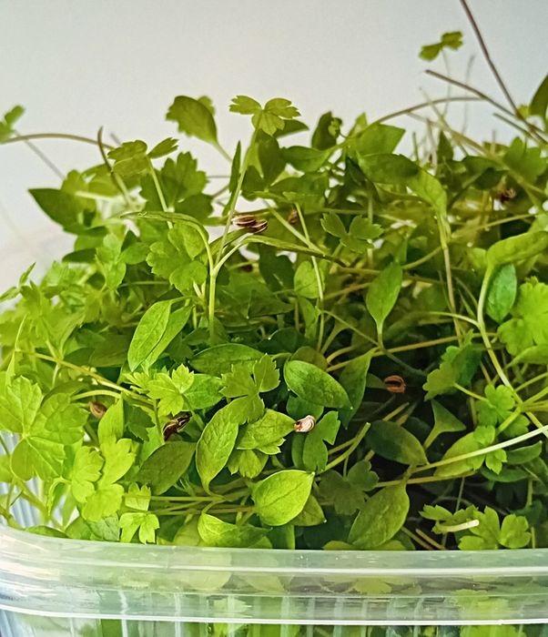Micro greens/vegetais