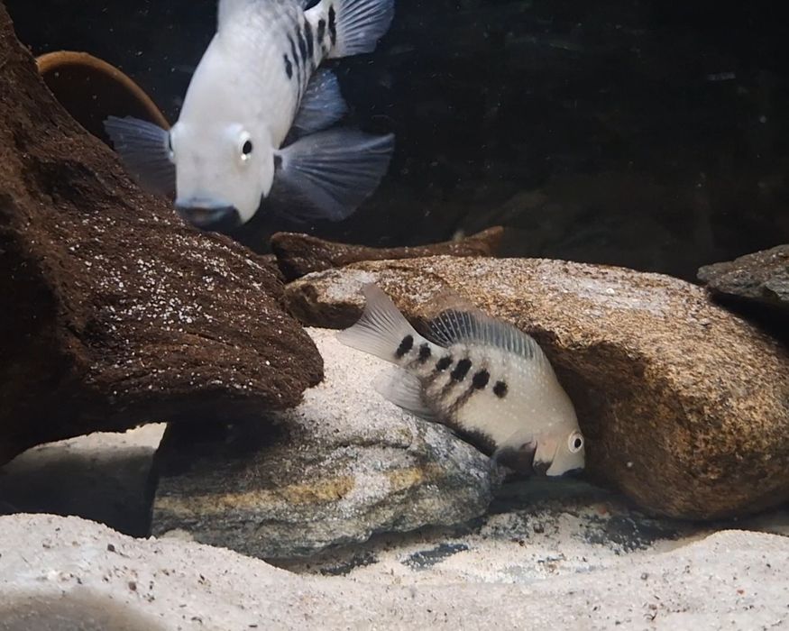 Pielęgnica Herichthys Tamasopoensis