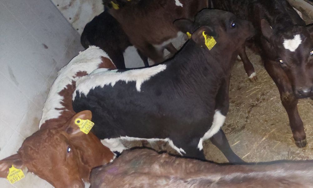 Byczki miesne cieleta Chynów