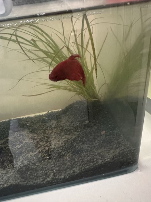 Vendo betta vermelho