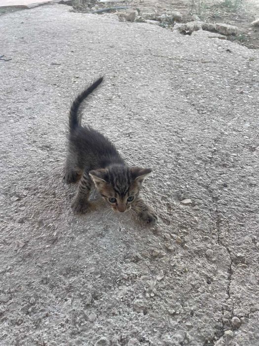 Gatinhos para adoção