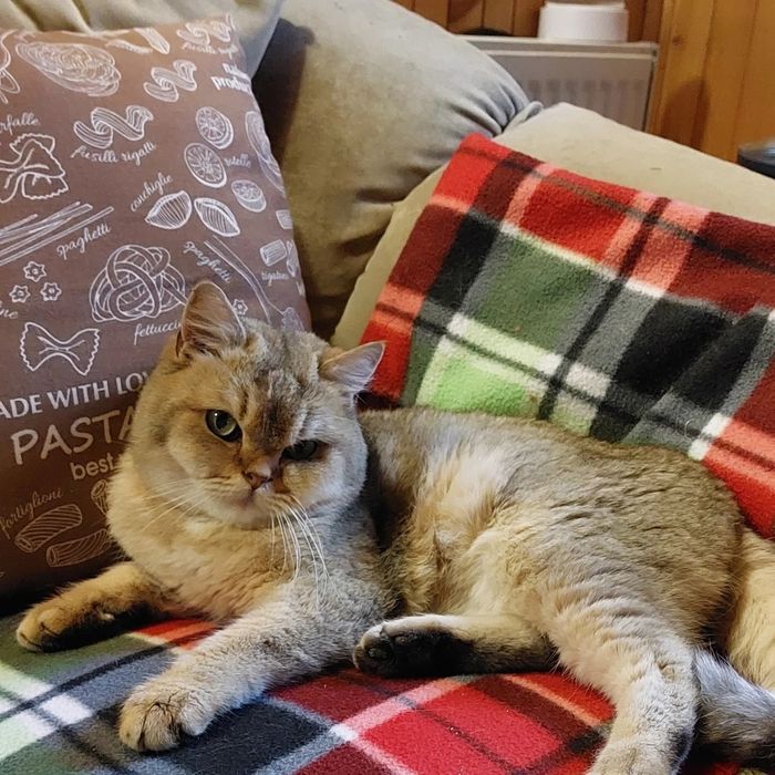 Вязка. Кот Золота шиншилла