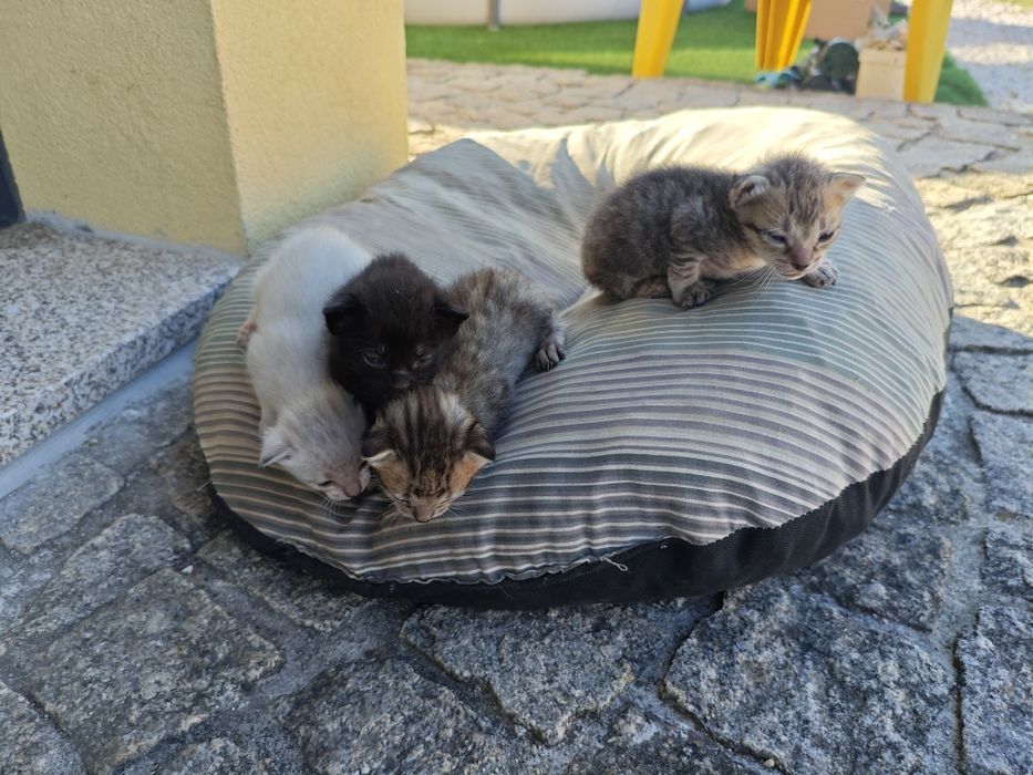 Gatos para douar