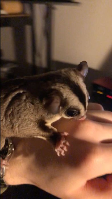 Młode Lotopałanki | Sugar Gliders